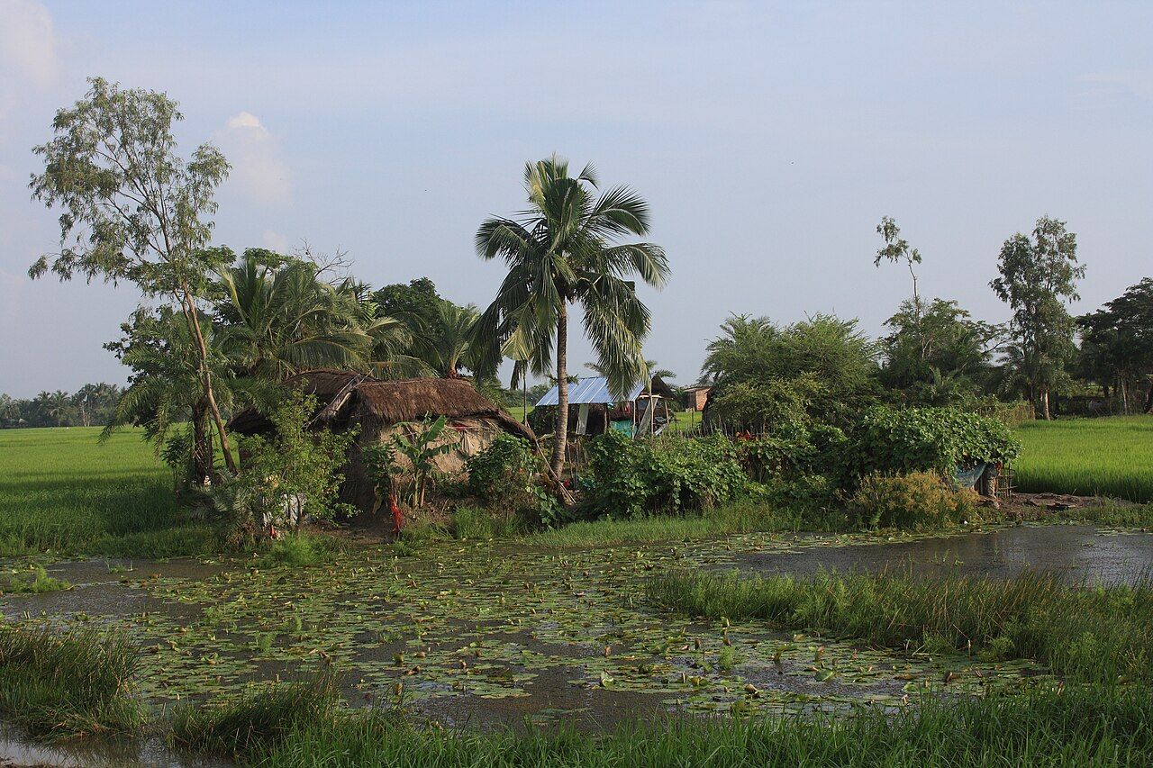 A rural Bengali homestead with thatched roofs and palm trees on an island of land surrounded by bright green paddy fields and a lily-covered pond.
