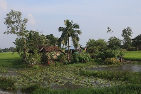 A rural Bengali homestead with thatched roofs and palm trees on an island of land surrounded by bright green paddy fields and a lily-covered pond.