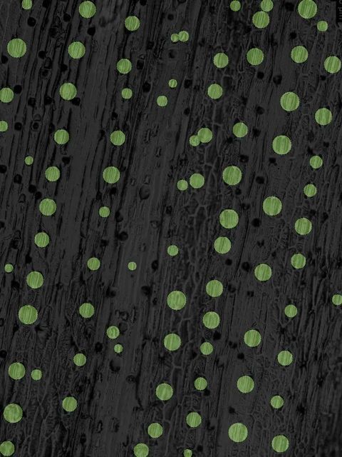 Close-up of the detection output: a green circle over each stoma found by the AI on a darkened microscope image of the leaf surface, following the rows of stomata along the leaf.