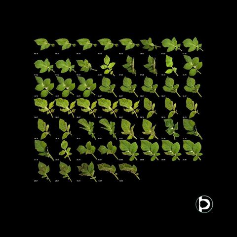A grid of fifty-three potato compound leaves segmented onto a black background and sorted by size, each labelled with its measured area in square centimetres from 89.18 down to 13.63.