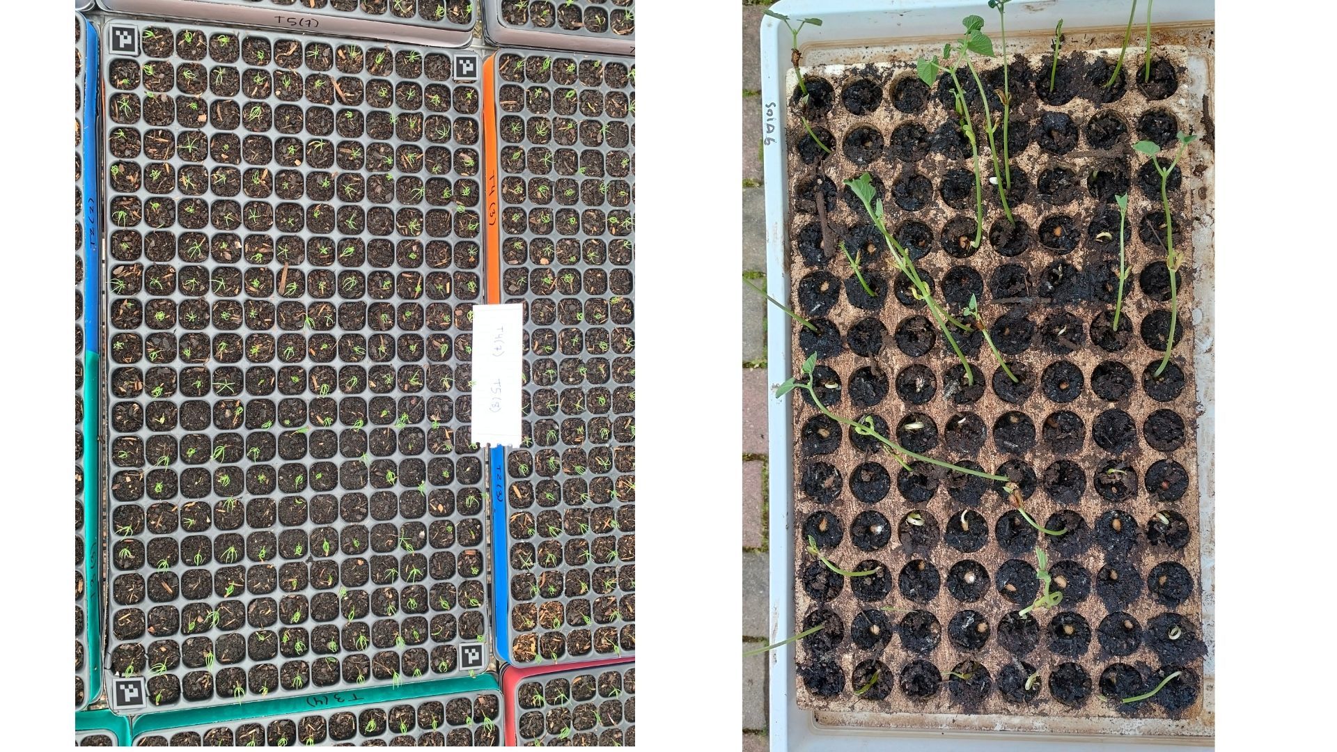 Two photographs side by side: on the left, dense grey plug trays of tree seedlings with fine green shoots; on the right, a tray of large dark plugs with sprawling bean seedlings and visible ungerminated seeds.