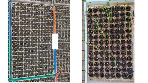 Two photographs side by side: on the left, dense grey plug trays of tree seedlings with fine green shoots; on the right, a tray of large dark plugs with sprawling bean seedlings and visible ungerminated seeds.