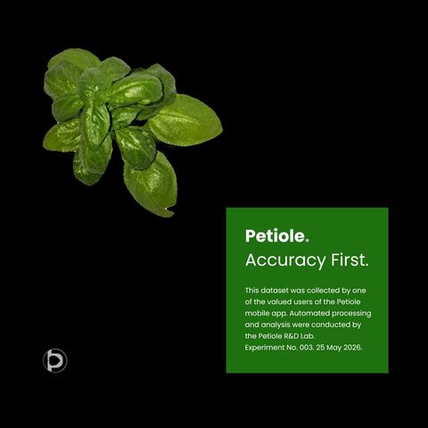 A single basil plant cleanly segmented from a black background by Petiole, next to a card reading ‘Accuracy First’, from a Petiole R&D Lab experiment.