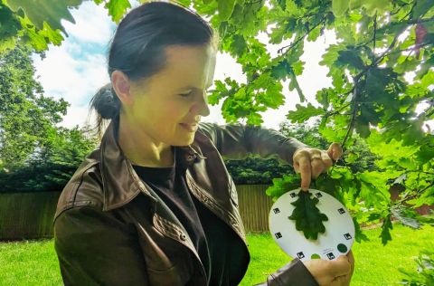 A hand holding a smartphone running Petiole to measure the area of a leaf in the field with computer vision.