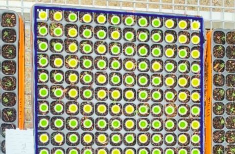 Seedling tray germination assessment