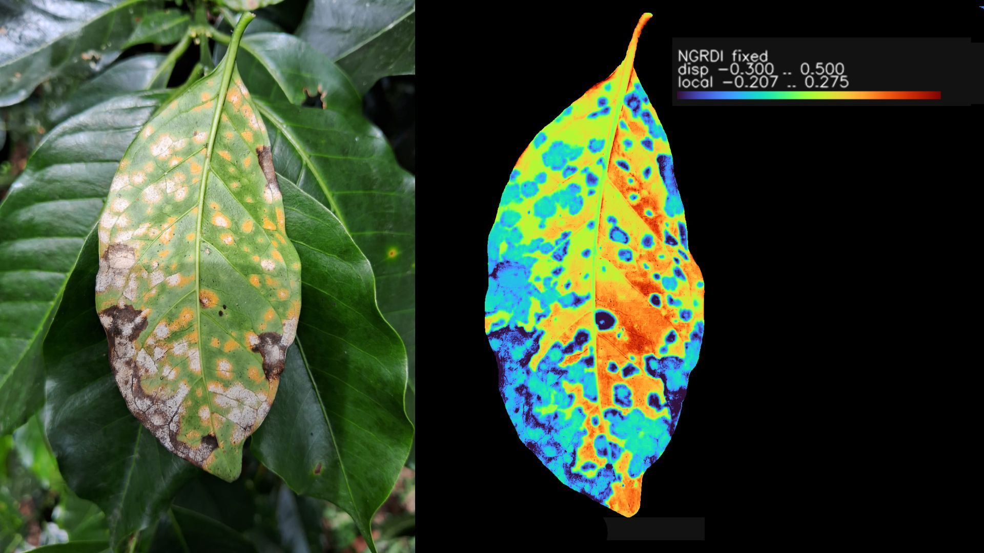 A more heavily damaged coffee leaf beside its NGRDI heatmap, showing large blue necrotic zones.