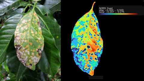A more heavily damaged coffee leaf beside its NGRDI heatmap, showing large blue necrotic zones.