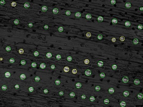 Organ counting with Petiole computer vision