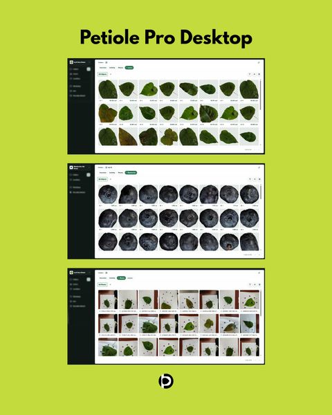 Petiole Pro Desktop interface showing three views: a Leaf Area Demo gallery of 44 segmented leaves each labelled with its measured area in cm², a Blueberries QA Demo gallery paging through 478 detected berries, and a Photos view of 50 source images each showing a leaf on a marker plate.