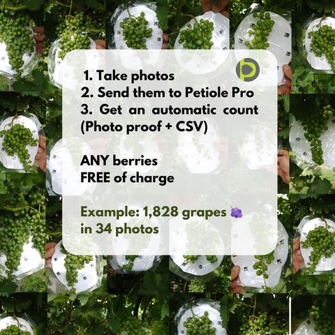 Petiole Pro offer collage of grape-bunch photos: take photos, send them to Petiole Pro, get an automatic count — 1,828 grapes counted across 34 photos.