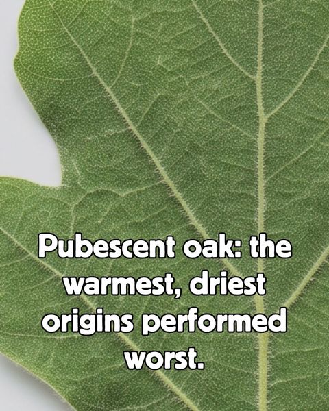 Close-up of a downy, hair-covered pubescent oak leaf with the caption 'Pubescent oak: the warmest, driest origins performed worst.'