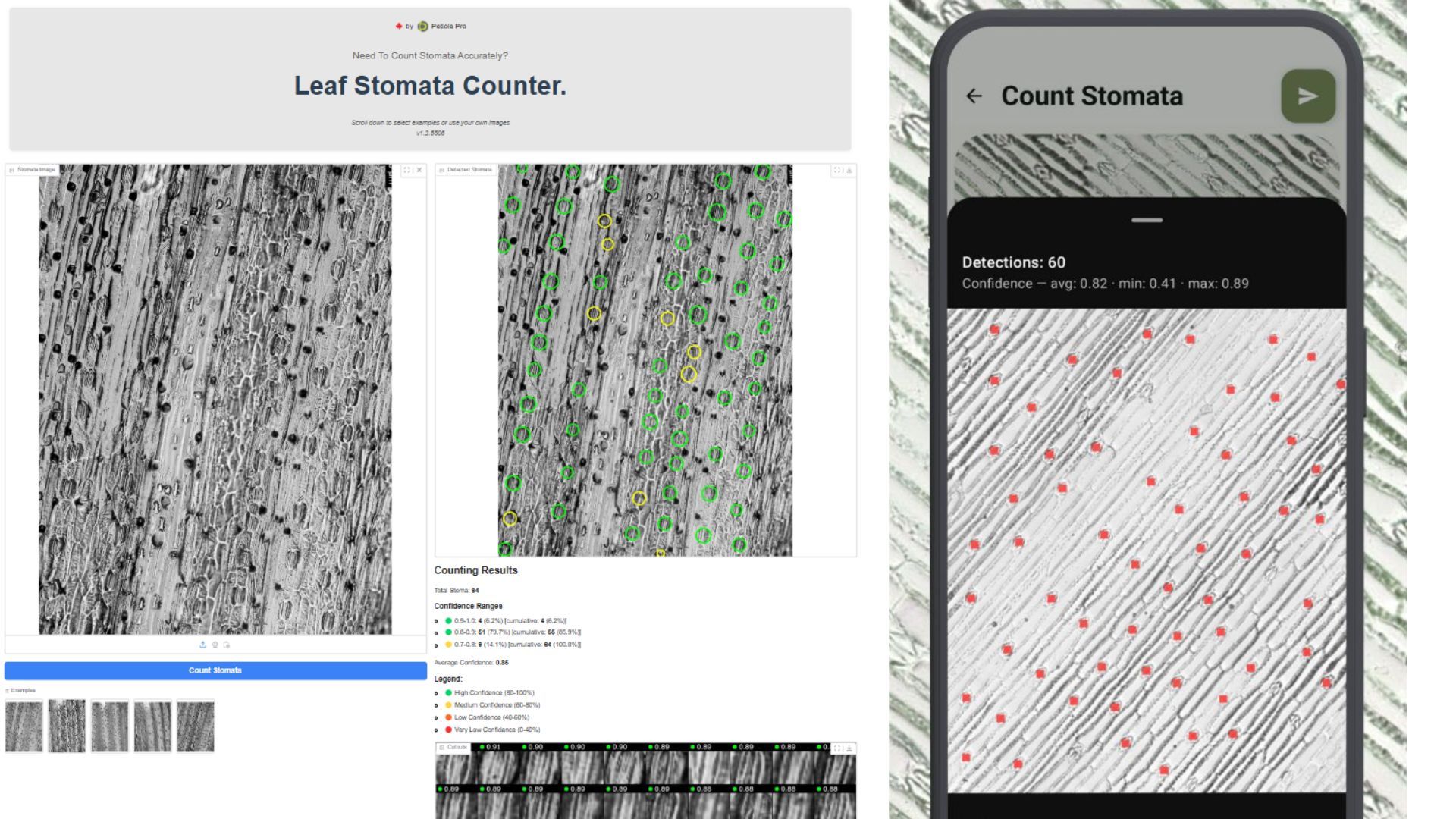 Two panels: a Leaf Stomata Counter web tool showing a microscope image of leaf epidermis with 64 stomata circled in green and yellow by confidence, and a phone screen titled Count Stomata reading Detections: 60, confidence avg 0.82, min 0.41, max 0.89.
