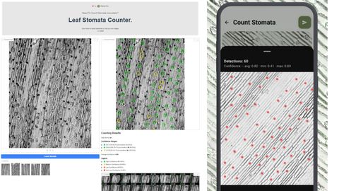 Two panels: a Leaf Stomata Counter web tool showing a microscope image of leaf epidermis with 64 stomata circled in green and yellow by confidence, and a phone screen titled Count Stomata reading Detections: 60, confidence avg 0.82, min 0.41, max 0.89.