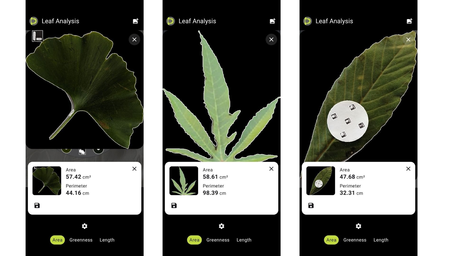 Three Petiole Pro Leaf Analysis screens showing a ginkgo leaf measured at 57.42 square centimetres, a palmate leaf at 58.61 square centimetres, and a large leaf with a small calibration disc on it at 47.68 square centimetres.