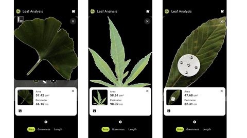 Three Petiole Pro Leaf Analysis screens showing a ginkgo leaf measured at 57.42 square centimetres, a palmate leaf at 58.61 square centimetres, and a large leaf with a small calibration disc on it at 47.68 square centimetres.
