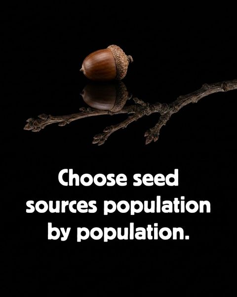 A single acorn resting on a bare oak twig against a black background, captioned 'Choose seed sources population by population.'