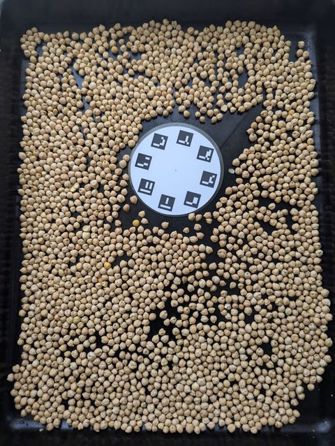 Thousands of chickpea seeds spread across a black tray with a round Petiole Pro calibration plate at the centre, photographed from above.