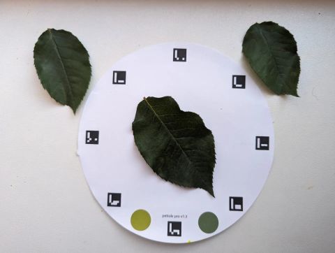 Leaf placed around the Petiole Pro calibration plate without covering the ArUco markers.