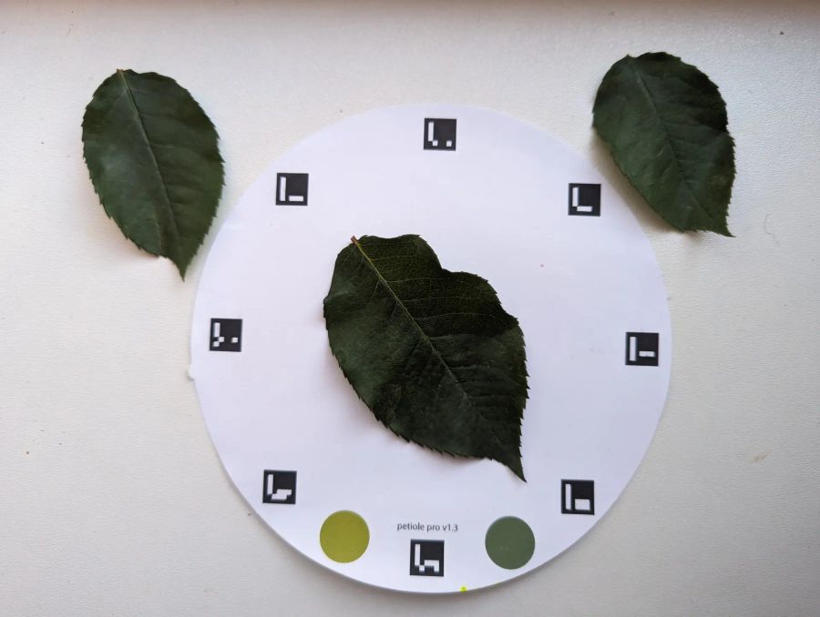 A real leaf positioned beside a Petiole Pro calibration plate for leaf area measurement