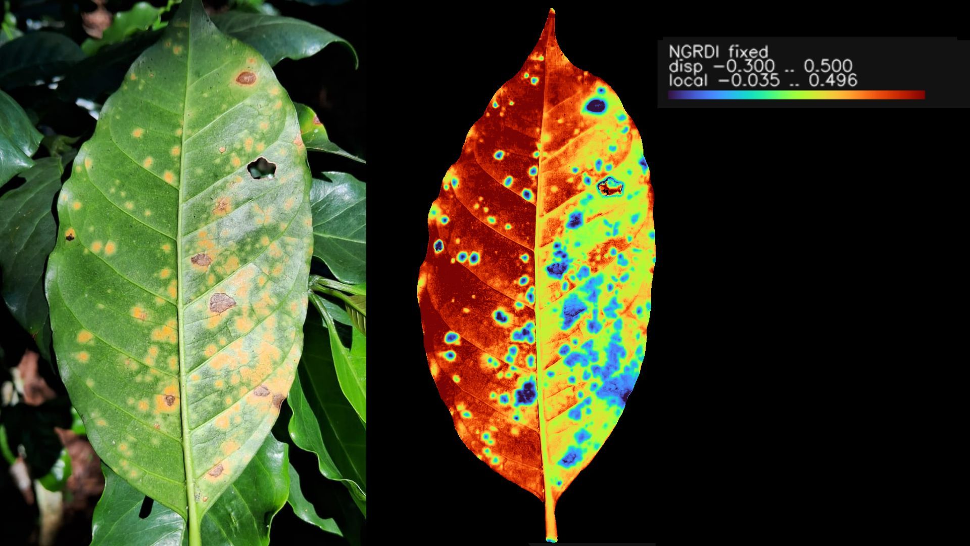 A coffee leaf with rust lesions beside its NGRDI heatmap, with a colour scale from -0.300 to 0.500.