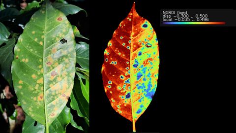 A coffee leaf with rust lesions beside its NGRDI heatmap, with a colour scale from -0.300 to 0.500.