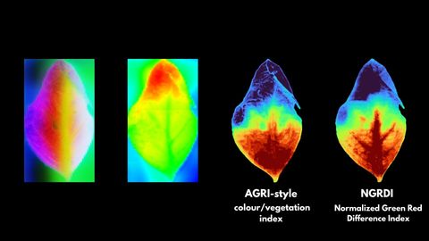 Four-panel comparison of a leaf under an AGRI-style colour/vegetation index and the NGRDI, shown as rainbow heatmaps on a black background.