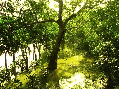 Sunlight filtering through a dense mangrove canopy onto still green floodwater between slender tree trunks.