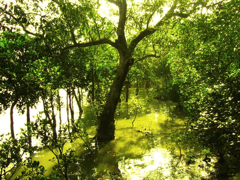 Sunlight filtering through a dense mangrove canopy onto still green floodwater between slender tree trunks.