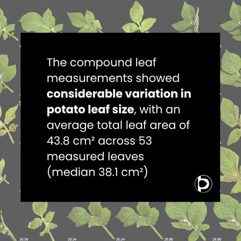 A statement card reading that the compound leaf measurements showed considerable variation in potato leaf size, with an average total leaf area of 43.8 square centimetres across 53 measured leaves and a median of 38.1 square centimetres, set against a background of segmented potato leaves.