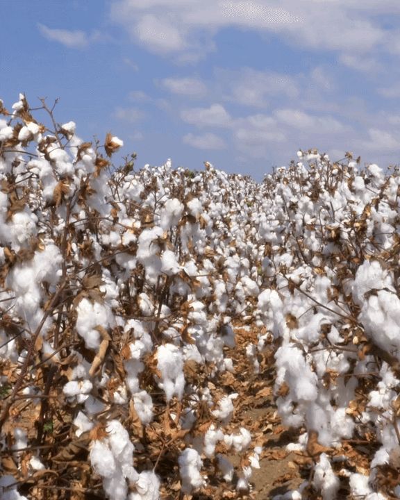 A cotton field in Brazil under a blue sky, rows of open cotton bolls ready for measurement of leaf area with the Petiole Pro app.