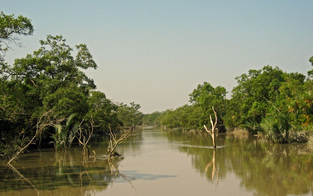 A calm brown tidal river channel running between two walls of mangrove forest, with bare dead branches protruding from the water.