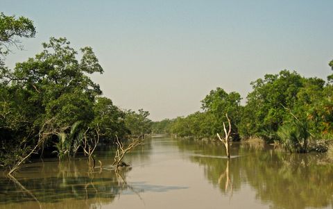 A calm brown tidal river channel running between two walls of mangrove forest, with bare dead branches protruding from the water.