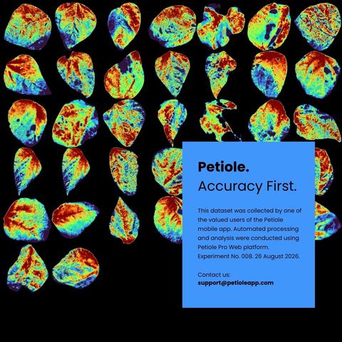 False-colour greenness maps of leaves with a panel reading Petiole. Accuracy First. — dataset collected by a Petiole mobile app user, processed on the Petiole Pro Web platform, experiment number 008, 26 August 2026.