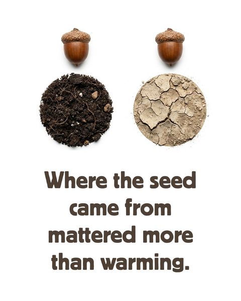 Two acorns above two soil discs — dark moist soil on the left and cracked dry earth on the right — captioned 'Where the seed came from mattered more than warming.'