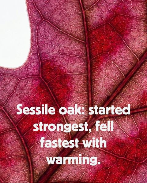 Macro image of a deep-red autumn oak leaf with the caption 'Sessile oak: started strongest, fell fastest with warming.'