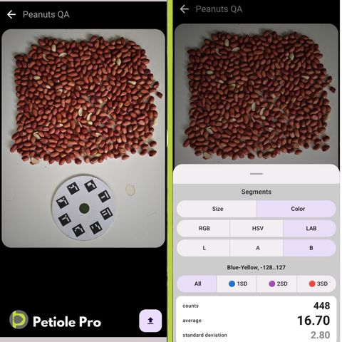 Side-by-side Petiole Pro Peanuts QA: red-skinned peanuts on white with a calibration plate, and a colour-analysis panel using LAB space with 448 objects counted.