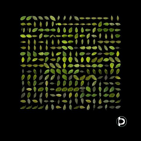 A large grid of individual leaves segmented onto a black background by Petiole Pro, ranging from bright yellow-green through deep green to grey-brown, showing the natural spread of leaf colour in one dataset.