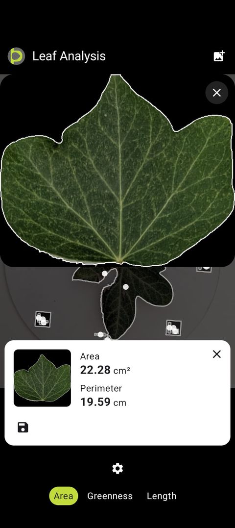 Petiole Pro Leaf Analysis screen showing a broad leaf measured at 22.28 cm squared area and 19.59 cm perimeter.