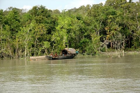 A small wooden boat with a thatched roof carrying several people along a wide brown river beside dense mangrove forest.