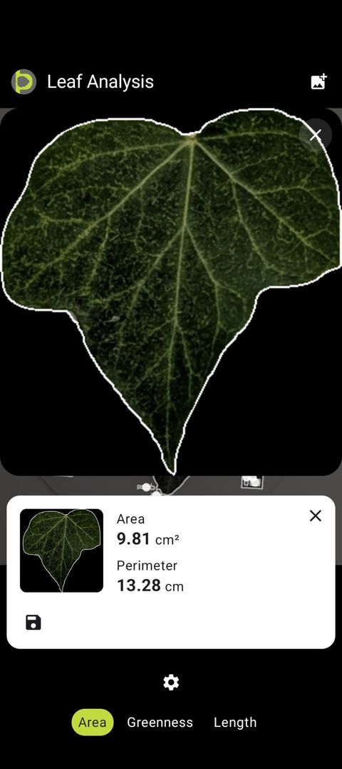 Petiole Pro Leaf Analysis screen showing a smaller leaf outlined against black, measured at 9.81 cm squared area and 13.28 cm perimeter.