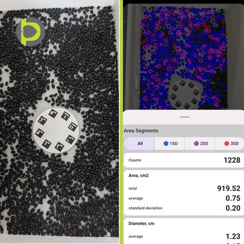 Side-by-side: black turtle beans spread on a white tray with a calibration plate, and the Petiole Pro detection with beans circled, showing a count of 1,228 and total area 919.52 cm².