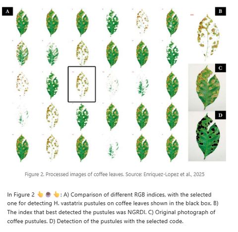 Grid of processed coffee leaf images comparing RGB indices, with NGRDI highlighted as the best at detecting Hemileia vastatrix pustules.