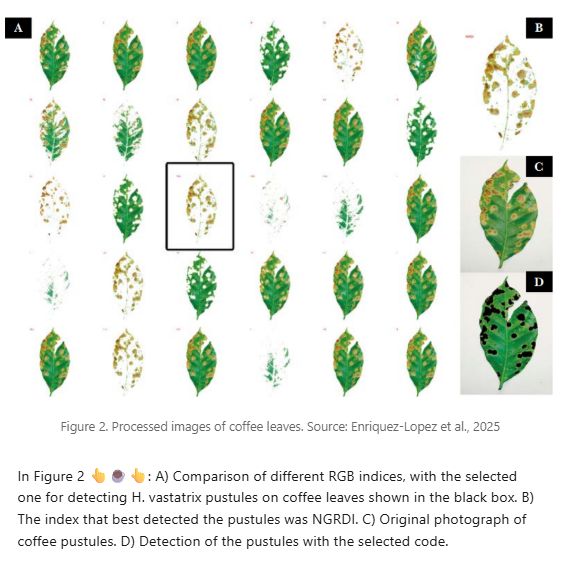 Grid of processed coffee leaf images comparing RGB indices, with NGRDI highlighted as the best at detecting Hemileia vastatrix pustules.