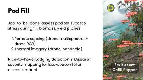 Slide titled Pod Fill listing remote sensing and thermal imagery as methods and lodging detection and disease severity mapping as nice-to-haves, beside a video frame of chilli pepper plants with dozens of red detection boxes labelled pepper with confidence scores, captioned Fruit count Chilli Pepper.