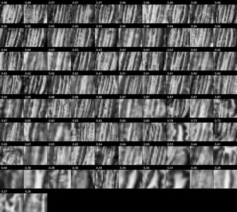 Gallery of small image crops, one for each detected stoma, sorted by confidence score from highest to lowest.