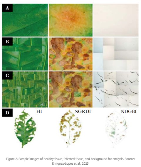 Research figure showing sample images of healthy tissue, infected tissue and background analysed with HI, NGRDI and NDGBI indices.