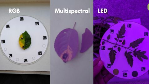Three-panel comparison labelled RGB, Multispectral and LED: a green and yellow leaf on a white Petiole Pro calibration plate; the same kind of leaf rendered in purple tones by a multispectral lens; and a tomato plant under purple LED grow lights held against a calibration plate.