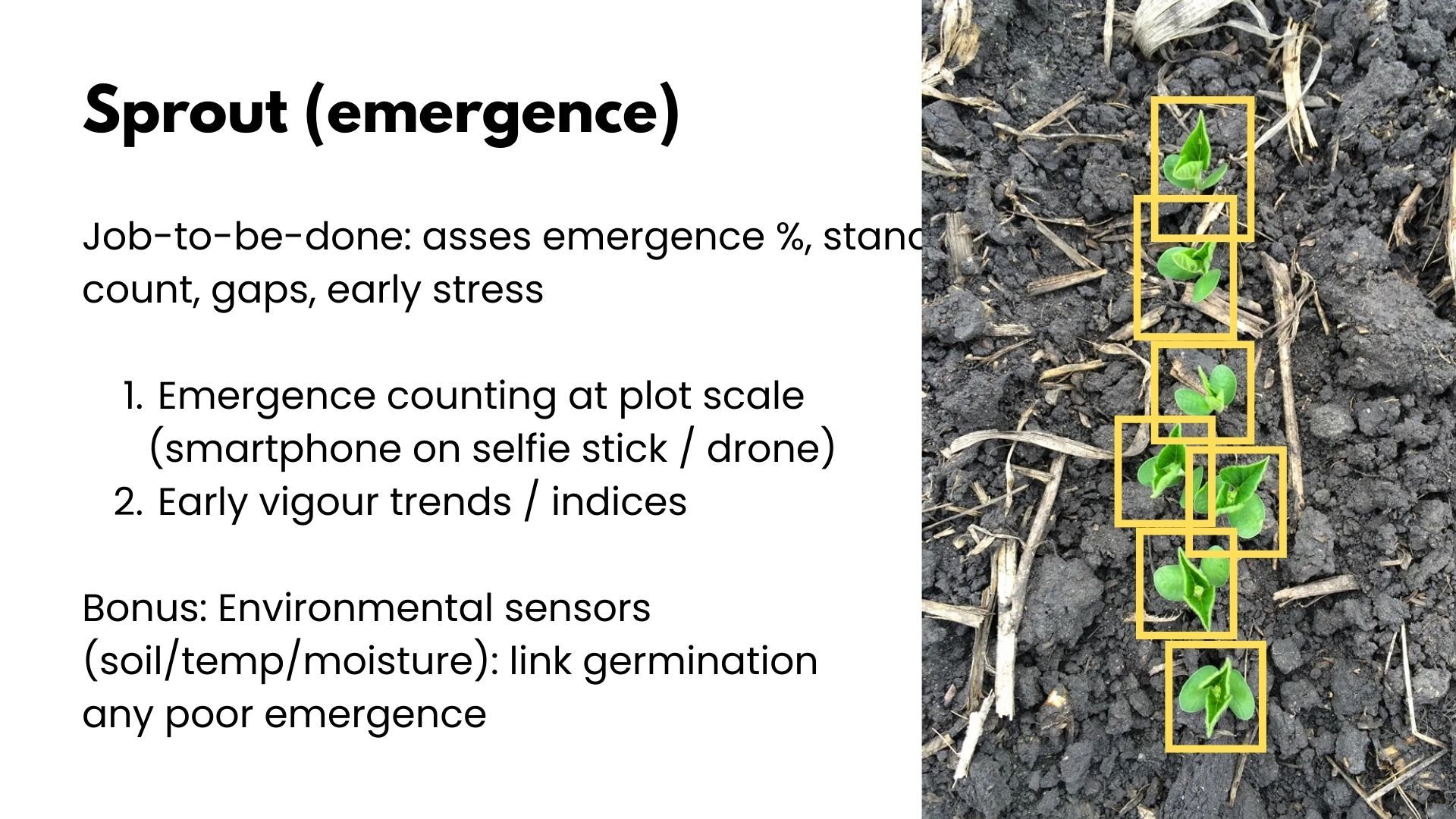 Slide titled Sprout (emergence) listing emergence counting at plot scale via smartphone on selfie stick or drone, and early vigour trends, beside a photo of soybean seedlings in dark soil with yellow detection boxes around each seedling.