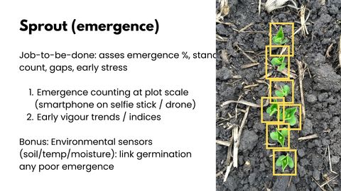 Slide titled Sprout (emergence) listing emergence counting at plot scale via smartphone on selfie stick or drone, and early vigour trends, beside a photo of soybean seedlings in dark soil with yellow detection boxes around each seedling.