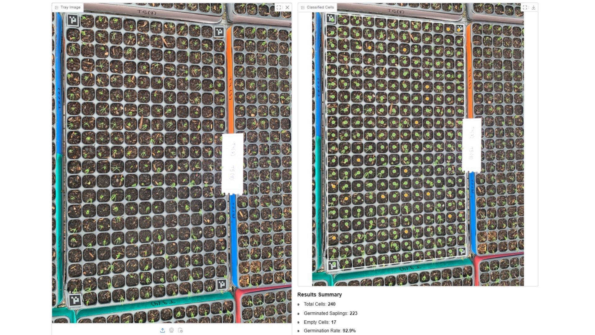 Two panels: a raw tray image of seedling plug trays, and the same trays with each cell classified by a green or orange dot, with a results summary reading total cells 240, germinated saplings 223, empty cells 17, germination rate 92.9 percent.